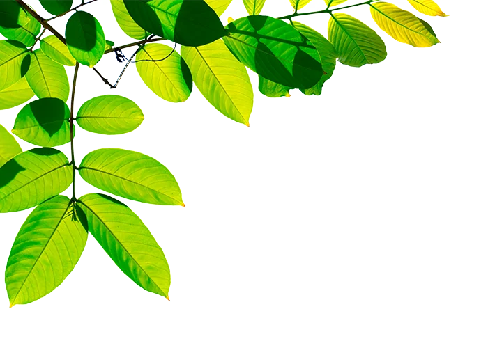 FEVIVA
